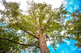 Best Tree Trimming and Pruning  in Milan, TN