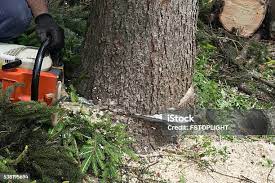 Best Tree Trimming and Pruning  in Milan, TN