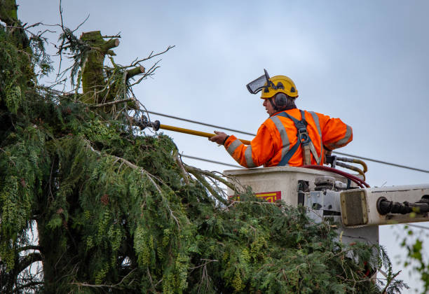 How Our Tree Care Process Works  in  Milan, TN