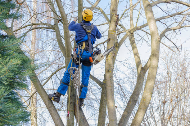 Reliable Milan, TN Tree Care Solutions