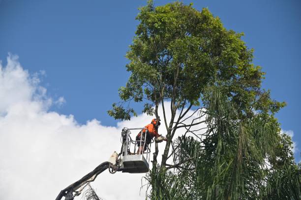 Best Tree Preservation Services  in Milan, TN