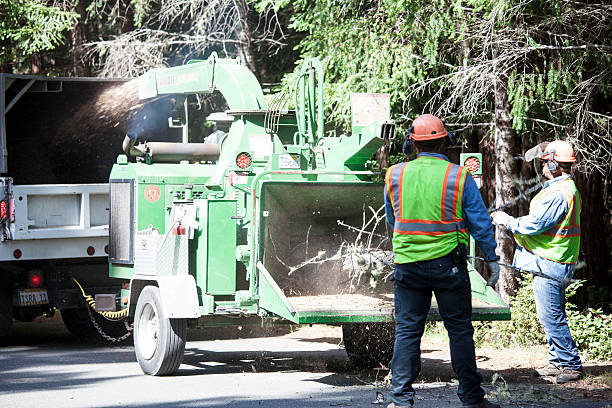 Best Tree Disease Treatment  in Milan, TN