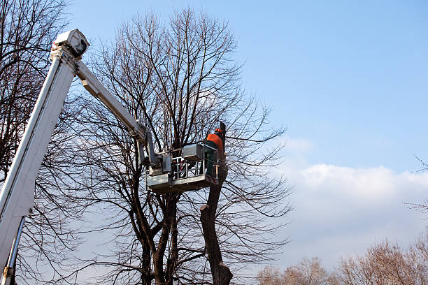 Leaf Removal